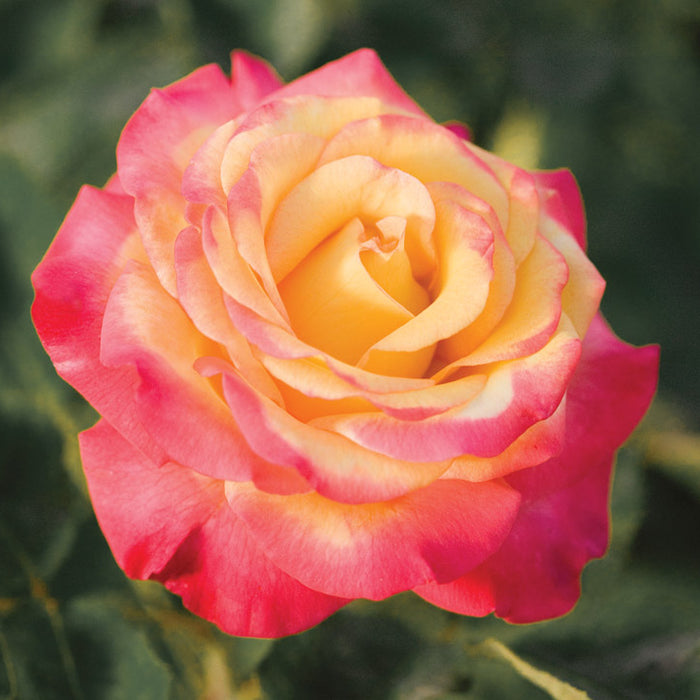 ROSA - DREAM COME TRUE