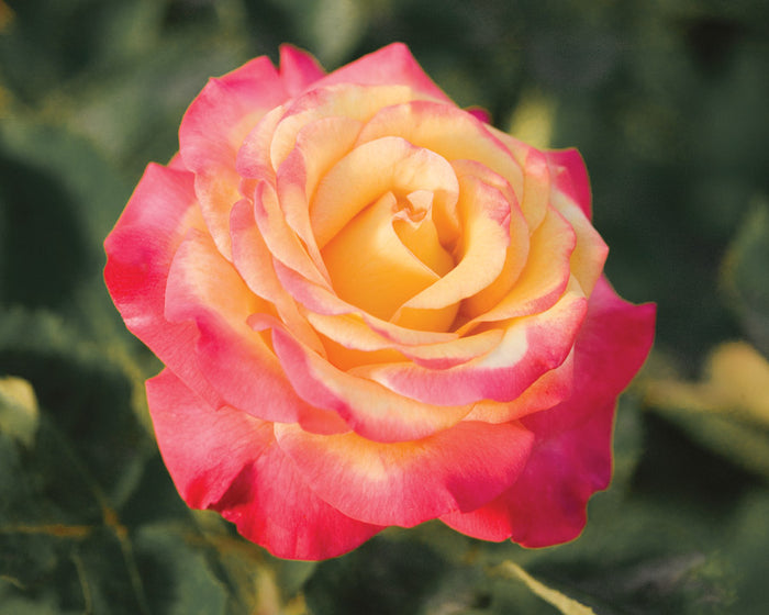 ROSA - DREAM COME TRUE