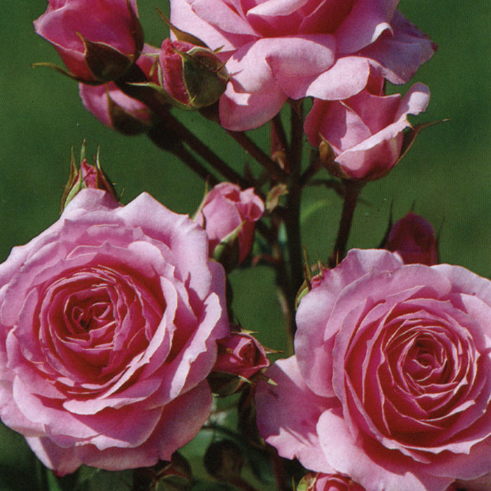 ROSA - MELODY PARFUMÉE