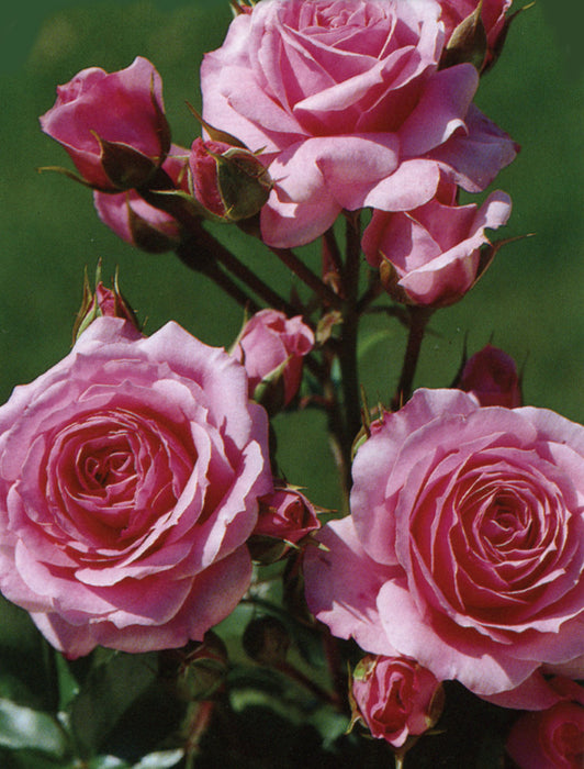 ROSA - MELODY PARFUMÉE