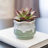 CACHE-POT - LOTUS VERT LAITEUX