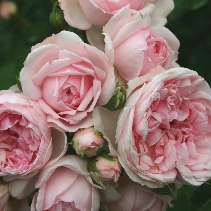 ROSA - CINDERELLA FAIRY TALE