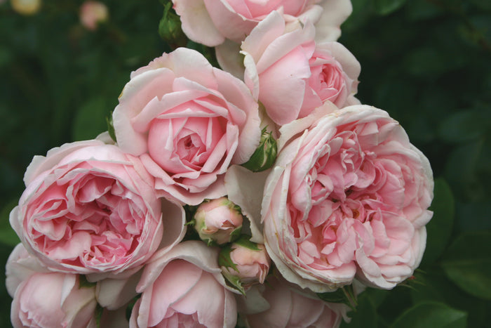 ROSA - CINDERELLA FAIRY TALE