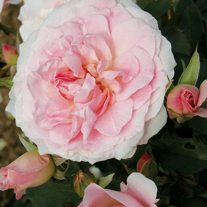 ROSA - HOME & GARDEN