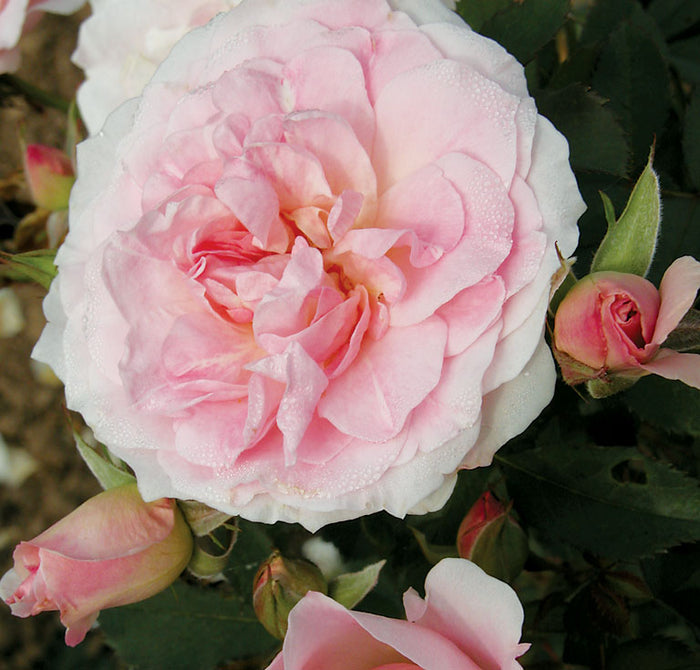 ROSA - HOME & GARDEN