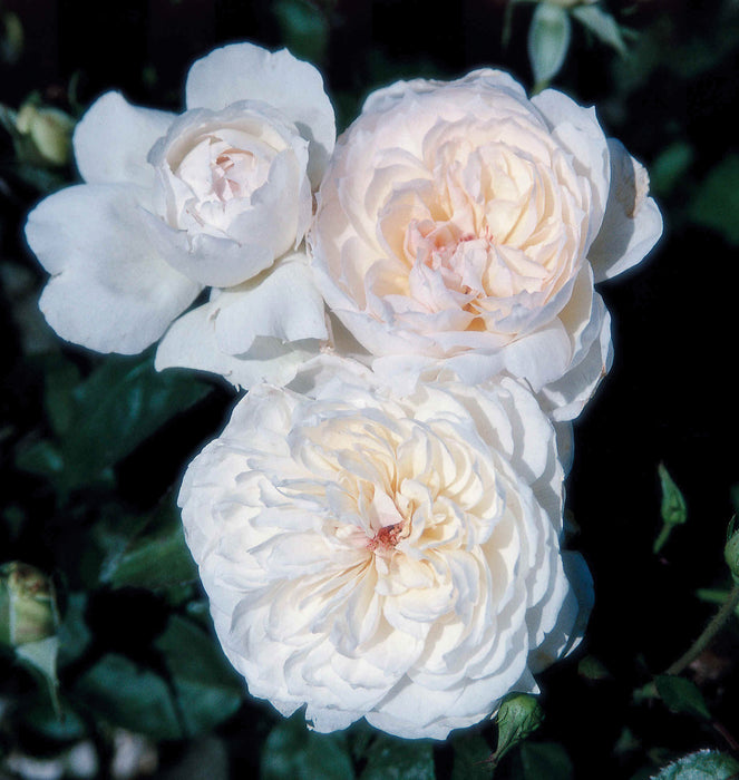 ROSA - BOLERO