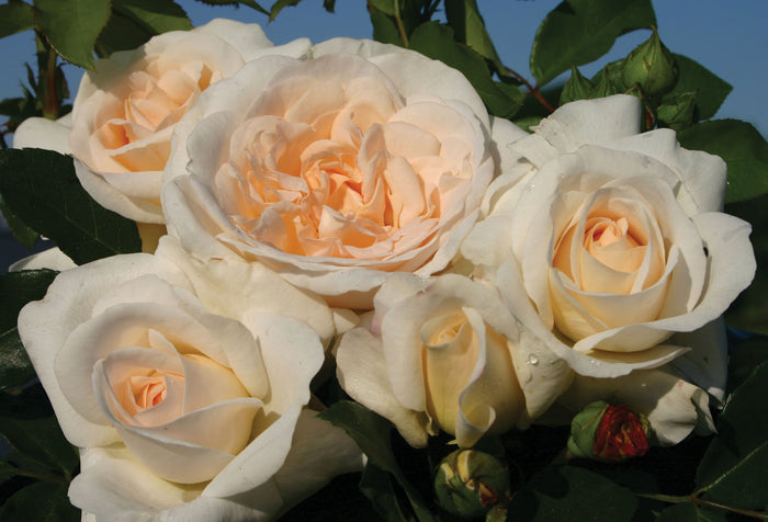 ROSA - KOSMOS FAIRY TALE