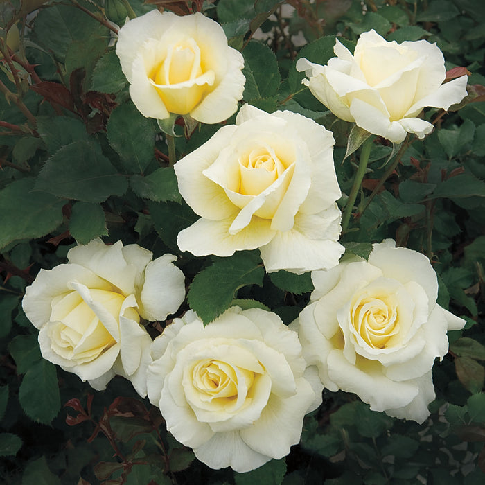 ROSA - WHITE LICORICE