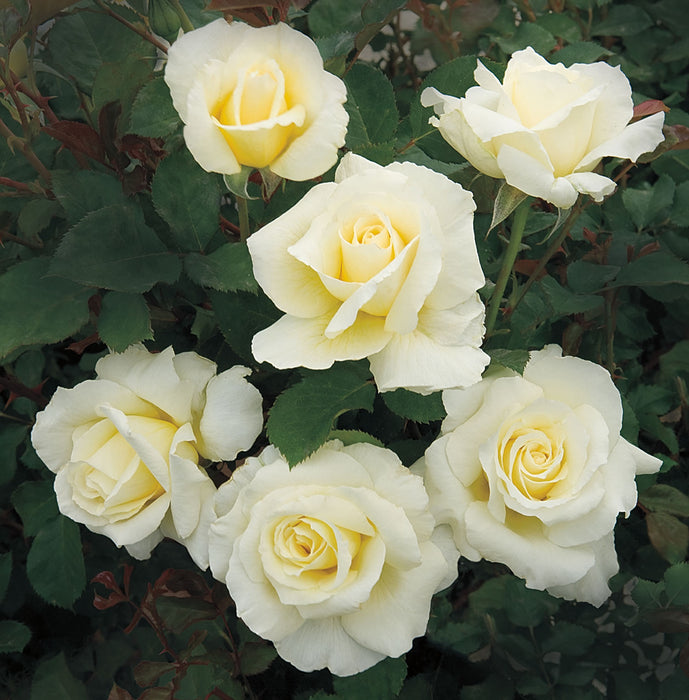 ROSA - WHITE LICORICE