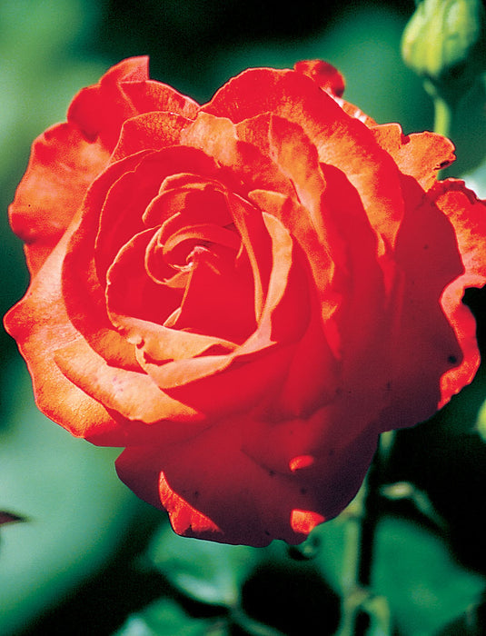 ROSA - BURNING GLOW