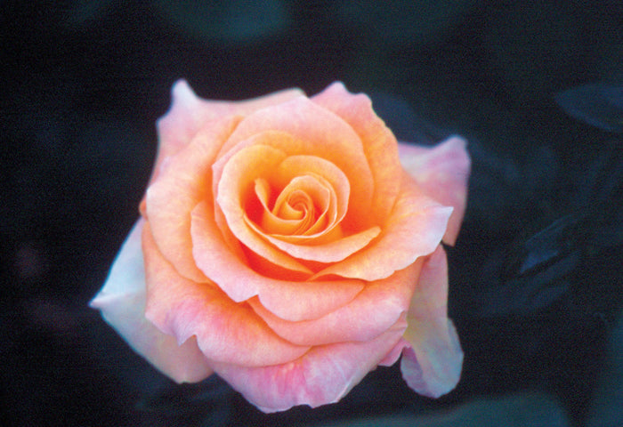 ROSA - DAY BREAKER