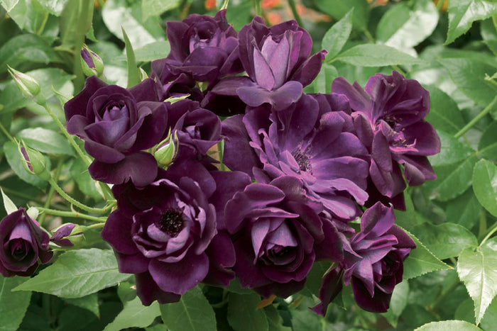 ROSA - BURGUNDY ICEBERG