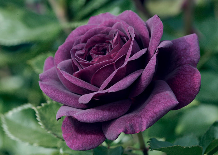 ROSA - EBB TIDE