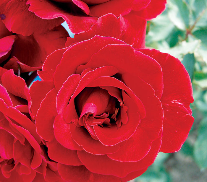 ROSA - DON JUAN