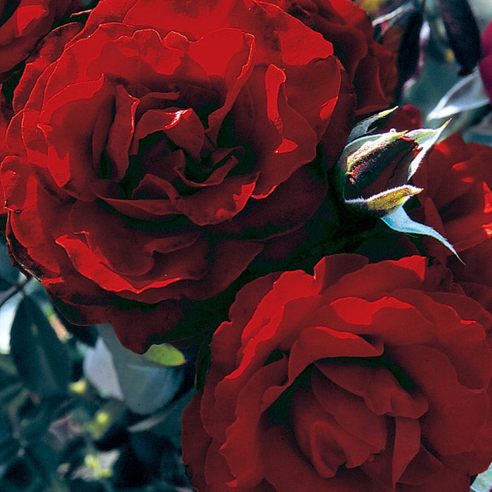 ROSA - CRIMSON CASCADE