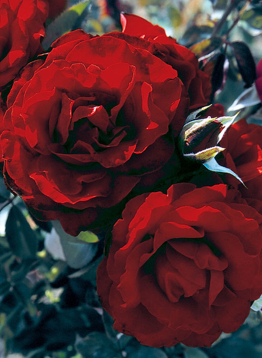 ROSA - CRIMSON CASCADE