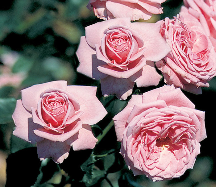 ROSA - CORAL DAWN