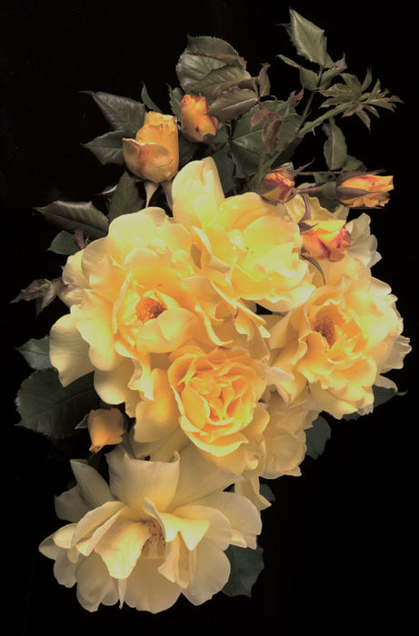 ROSA - LEMON MERINGUE
