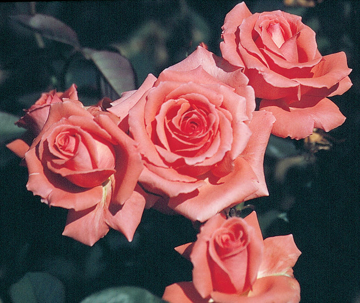 ROSA - AMERICA