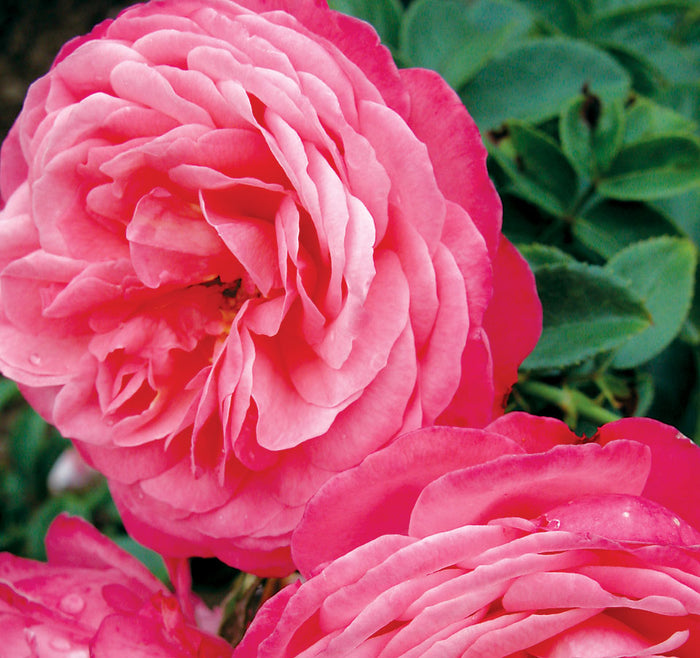 ROSA - ROSANNA