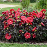 HIBISCUS SUMMERIFIC HOLY GRAIL