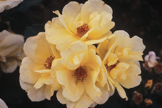 ROSA - CLIMBING CAREFREE SUNSHINE