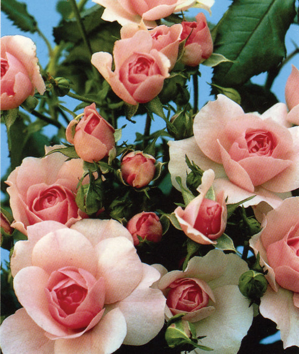 ROSA - BONICA