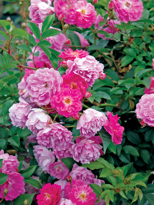 ROSA - ABBOTSFORD