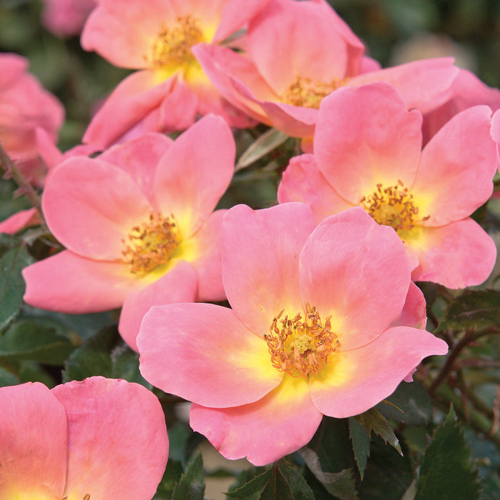 ROSA - RAINBOW KNOCK OUT