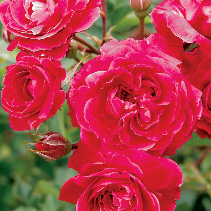 ROSA - ALEXANDER MACKENZIE