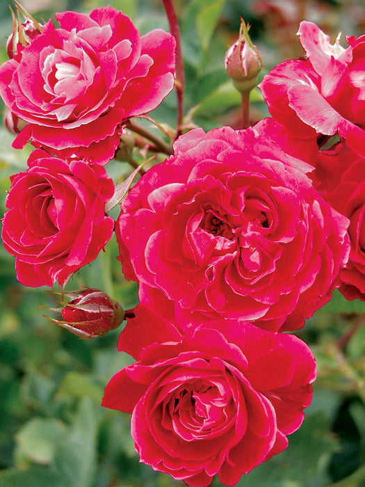 ROSA - ALEXANDER MACKENZIE