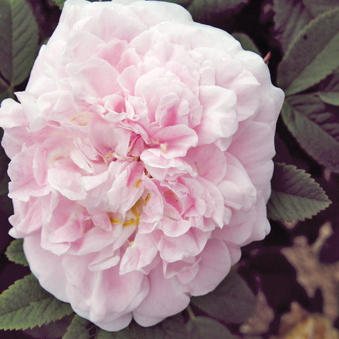 ROSA - MARTIN FROBISHER