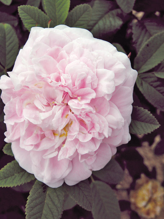 ROSA - MARTIN FROBISHER