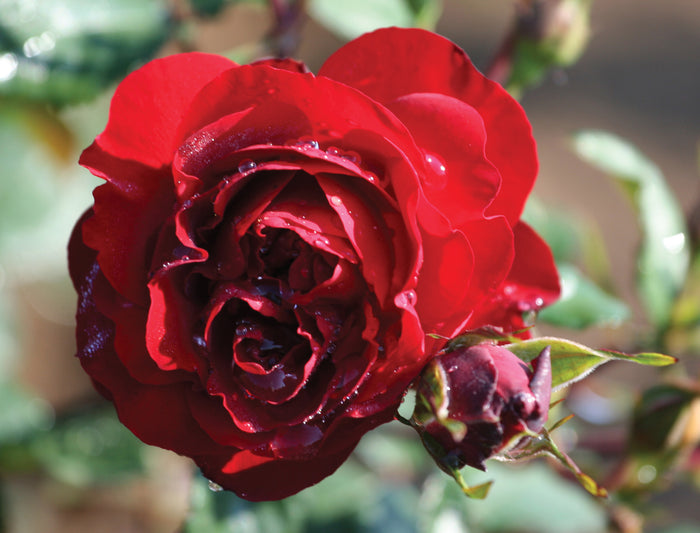 ROSA - AC NAVY LADY
