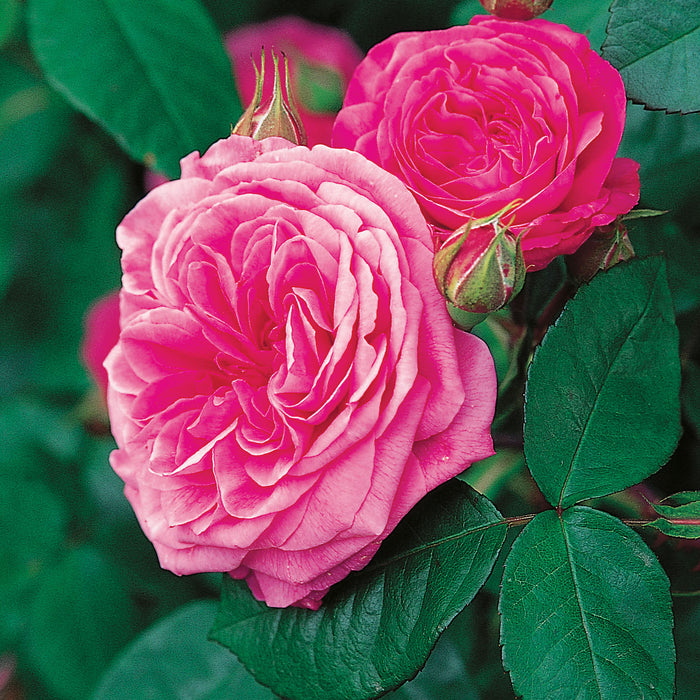 ROSA - GERTRUDE JEKYLL