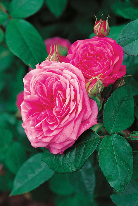 ROSA - GERTRUDE JEKYLL