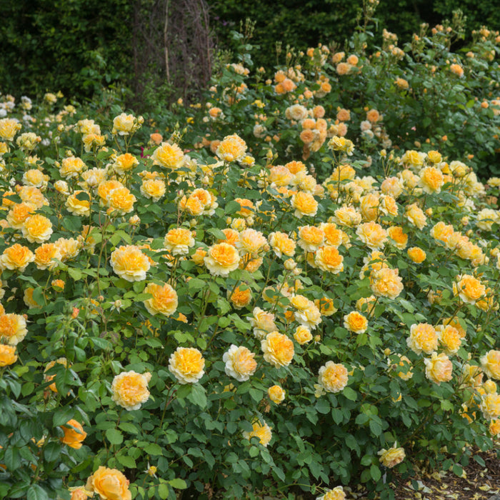 ROSA - MOLINEUX