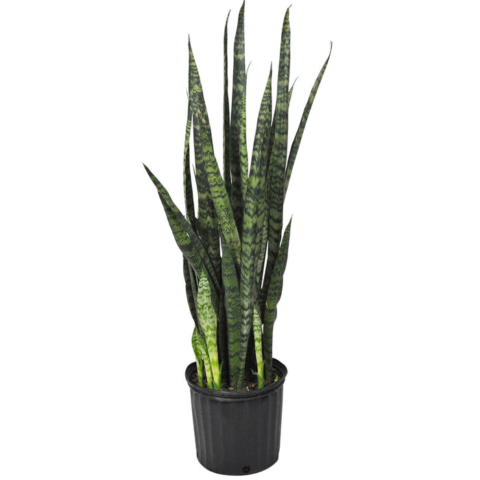 SANSEVIERIA ZEYLANICA