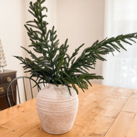 BRANCHES DE PIN NORFOLK