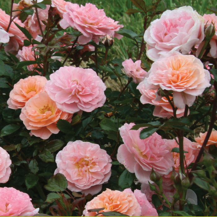 ROSA - APRICOT DRIFT