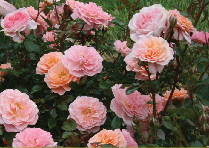 ROSA - APRICOT DRIFT