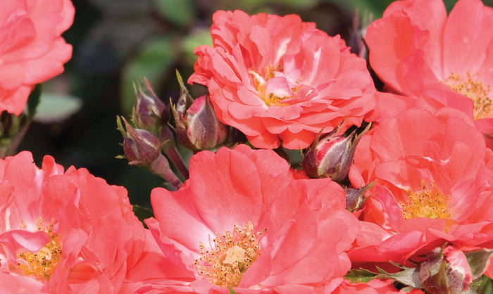 ROSA - CORAL DRIFT