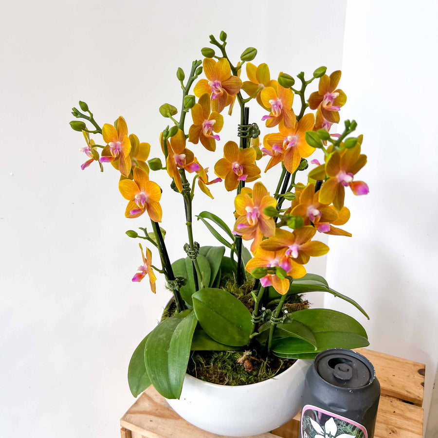 MINI PHALAENOPSIS