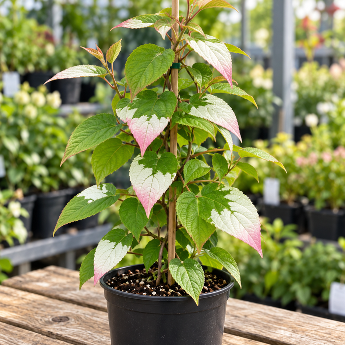 ACTINIDIA KOLOMIKTA - NORDIC (BIOLOGIQUE)