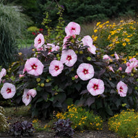HIBISCUS - PERFECT STORM