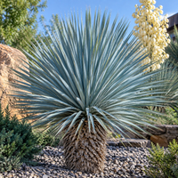 YUCCA ROSTRATA - SAPPHIRE SKIES
