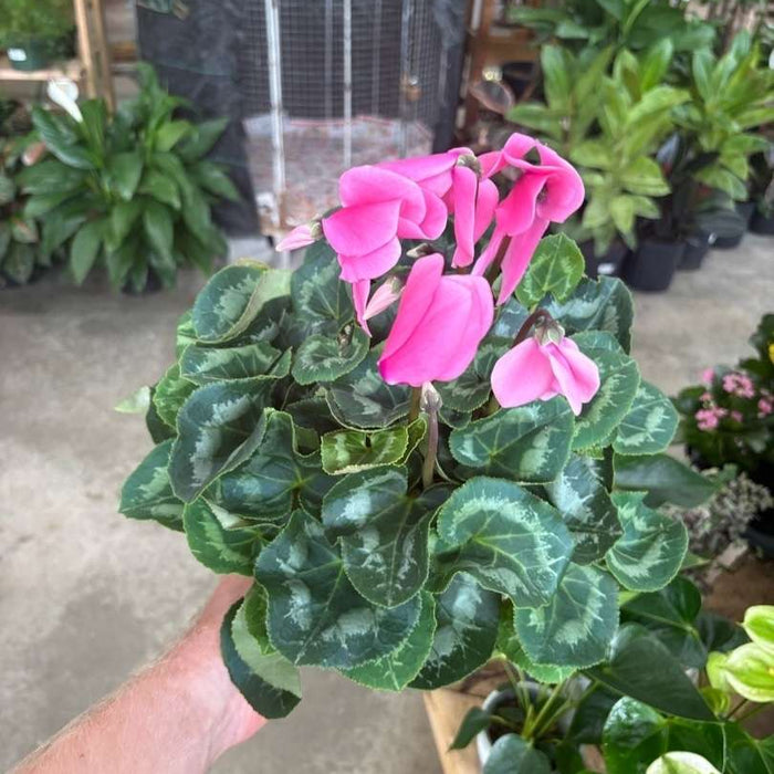 CYCLAMEN PERSICUM