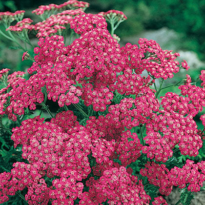 ACHILLEA MILLEFOLIUM - CERISE QUEEN