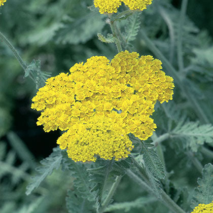 ACHILLEA - MOONSHINE