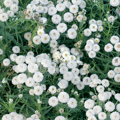 ACHILLEA PTARMICA - NOBLESSA
